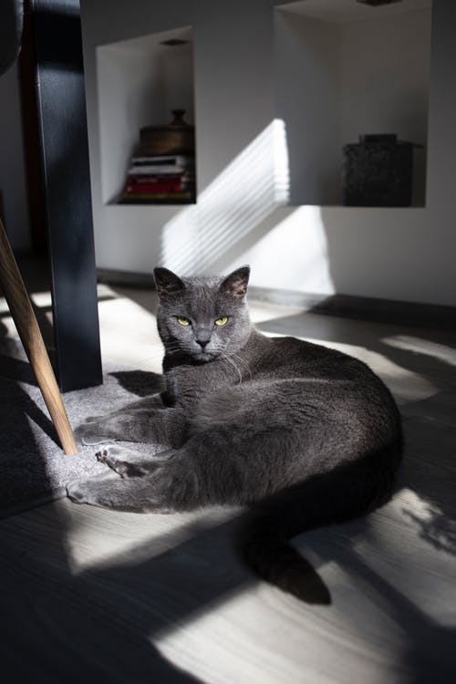 TjcPet's tweet photo. This is one of our recently adopted cats, Stella, who may not look very happy, but in reality she is overjoyed that she has a place to call home. Please support us and help more cats like Stella pose for grumpy pics! https://t.co/bYj0fjFGRF