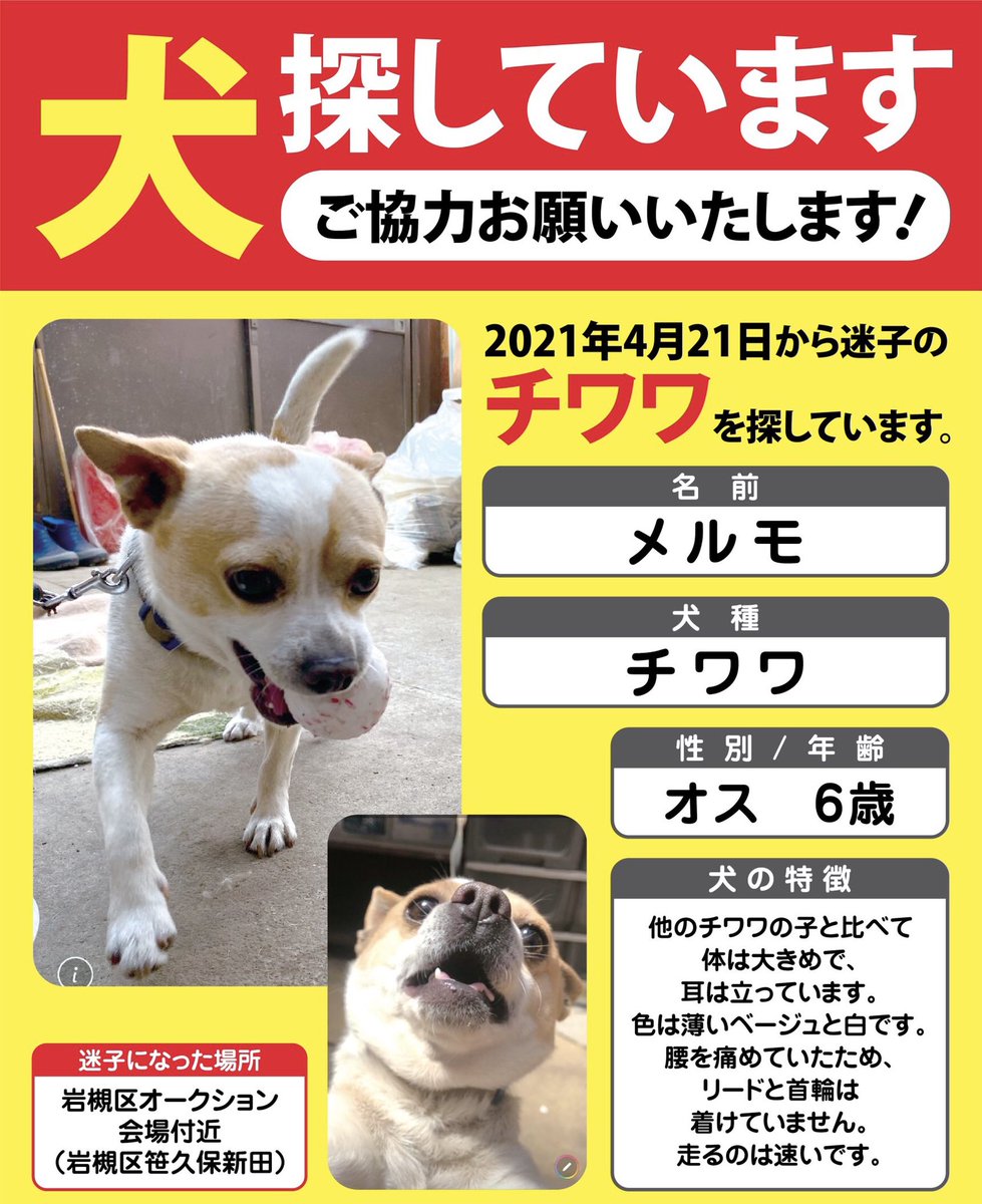 埼玉県さいたま市岩槻区で迷子になった犬を探しています N5t4tj0fdqcr7xm Twitter