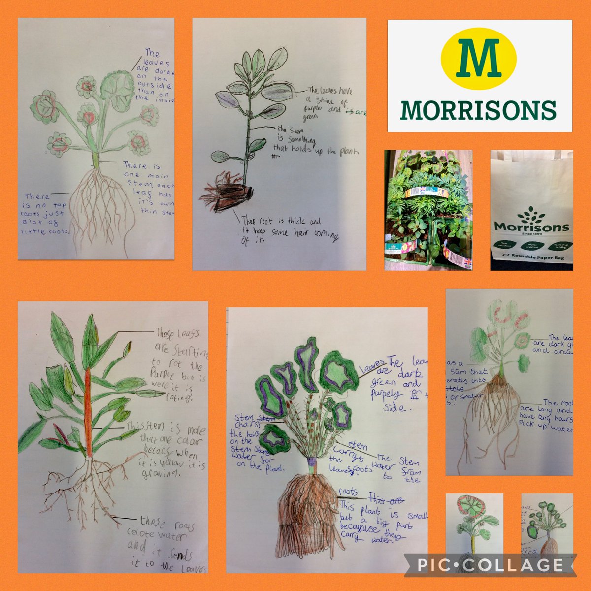 MarlpoolF's tweet photo. Take a look at these amazing observational drawings from Bakewell Class. A big thank you goes out to Fay at Morrisons for organising a donation of plants for our science learning. #Marlpoolf #REACH https://t.co/xAS9QzjkVs