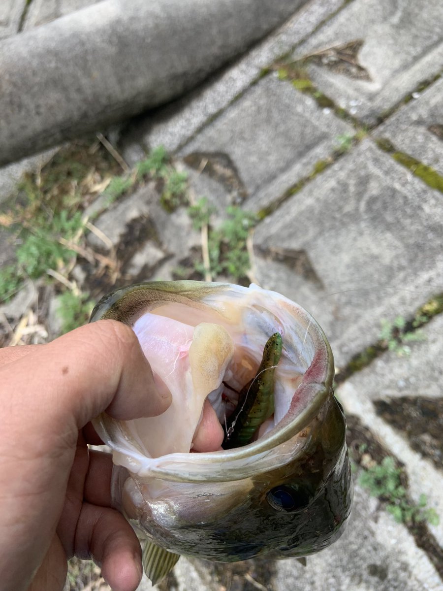 aacm3361's tweet image. カタクチワームのピクピクセッティングとドロップショットミノーのミドストで連発やー
#ニシネルアーワークス
#NLW
#ドロップショットミノー
#issei
#一誠
＃カタクチワーム