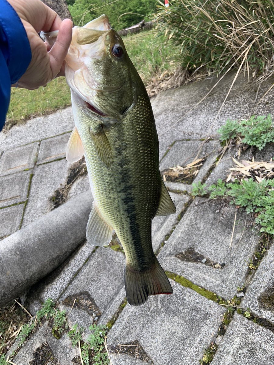 aacm3361's tweet image. カタクチワームのピクピクセッティングとドロップショットミノーのミドストで連発やー
#ニシネルアーワークス
#NLW
#ドロップショットミノー
#issei
#一誠
＃カタクチワーム