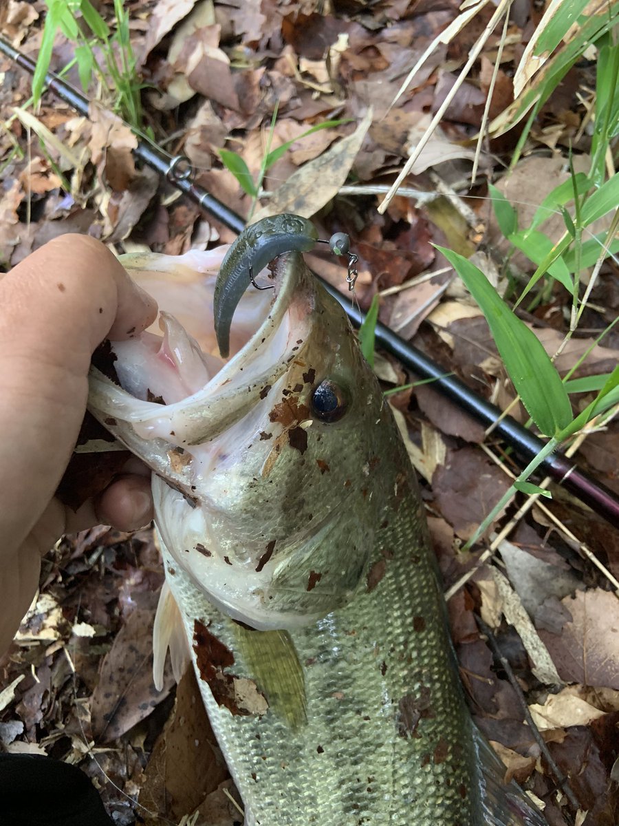 aacm3361's tweet image. カタクチワームのピクピクセッティングとドロップショットミノーのミドストで連発やー
#ニシネルアーワークス
#NLW
#ドロップショットミノー
#issei
#一誠
＃カタクチワーム