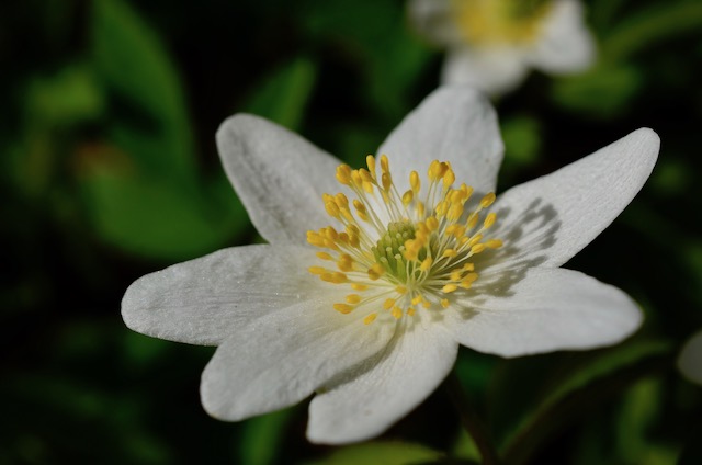 Garden_Notes's tweet image. Spätere Blüten und ein trauriger Abschied: wildgardening.de