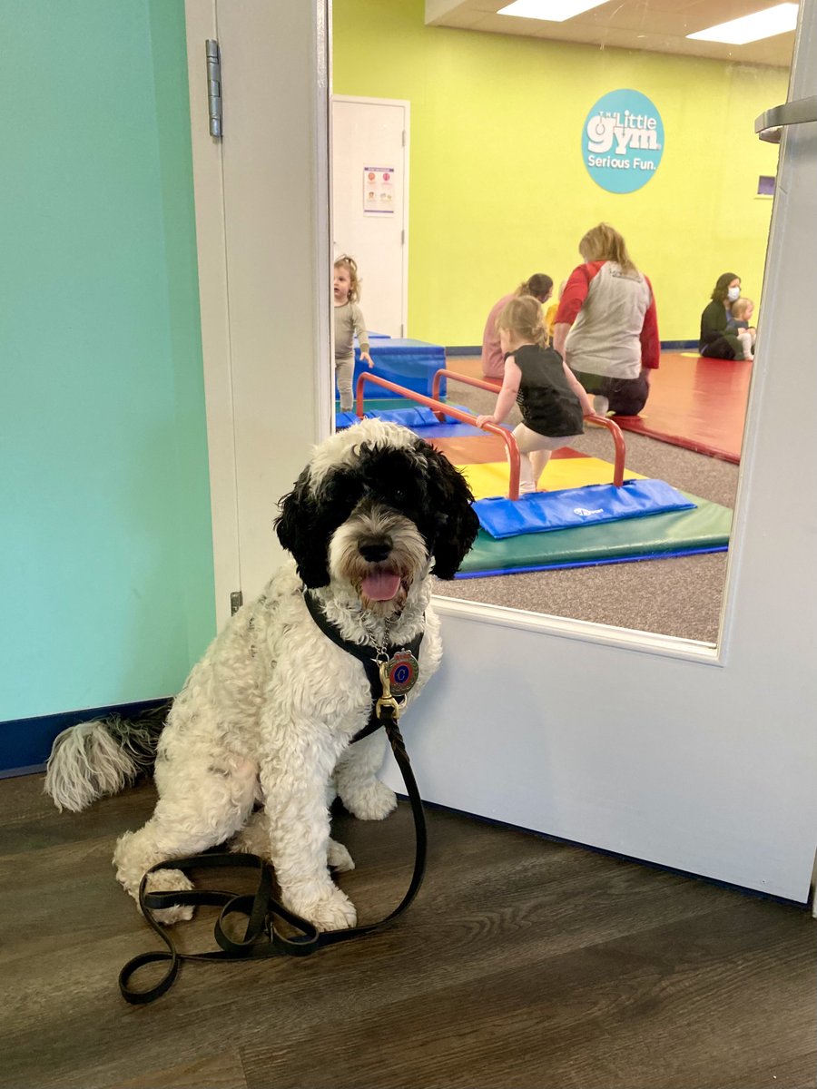 I loved visiting my little friends at <a href="/TLGStJohns/">TLG St. John's</a>. I was invited for rescue week with the Enrichment Club &amp; we told them all about me &amp; we even taught them when &amp; how to call 911 🚓🚑🚒 ! #TheLittleGym #YYT 
🐾Stella