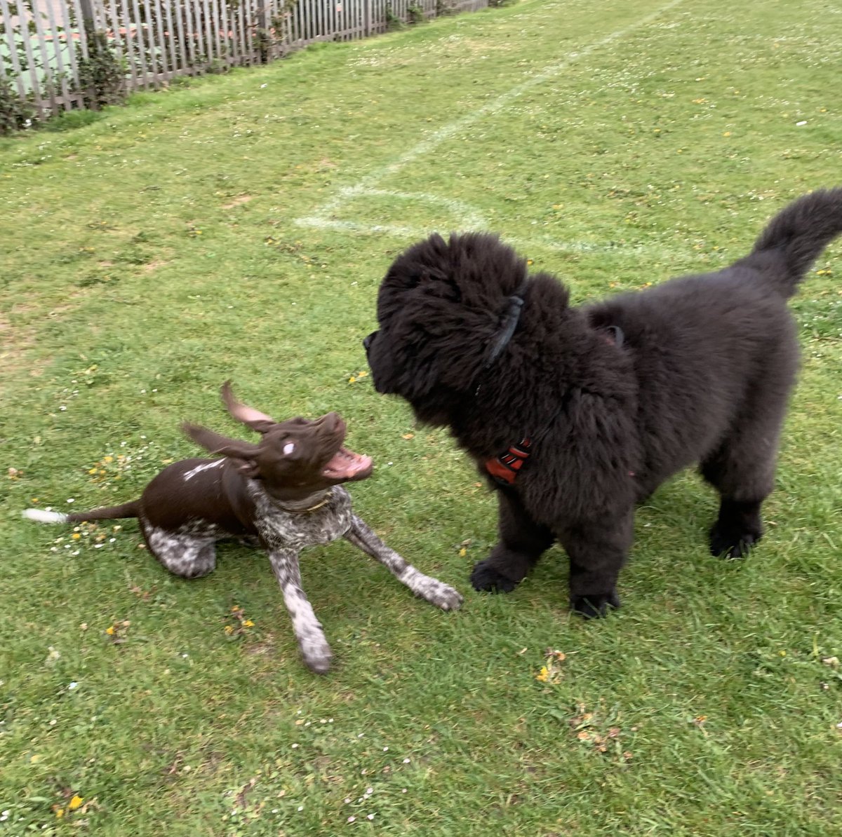 George___Looney's tweet image. Met a new pal this morning #germanPointer #newf #pup