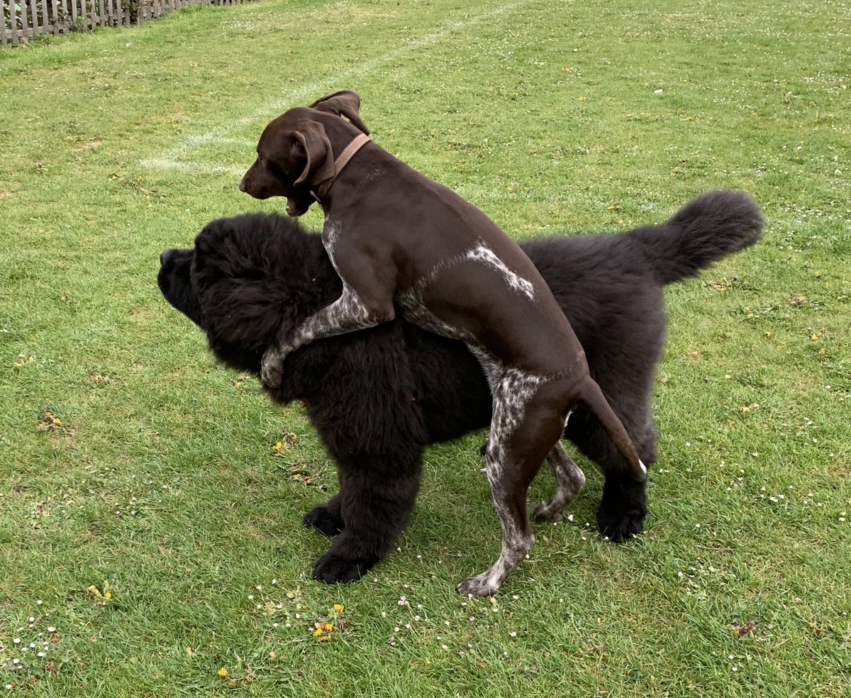 George___Looney's tweet image. Met a new pal this morning #germanPointer #newf #pup