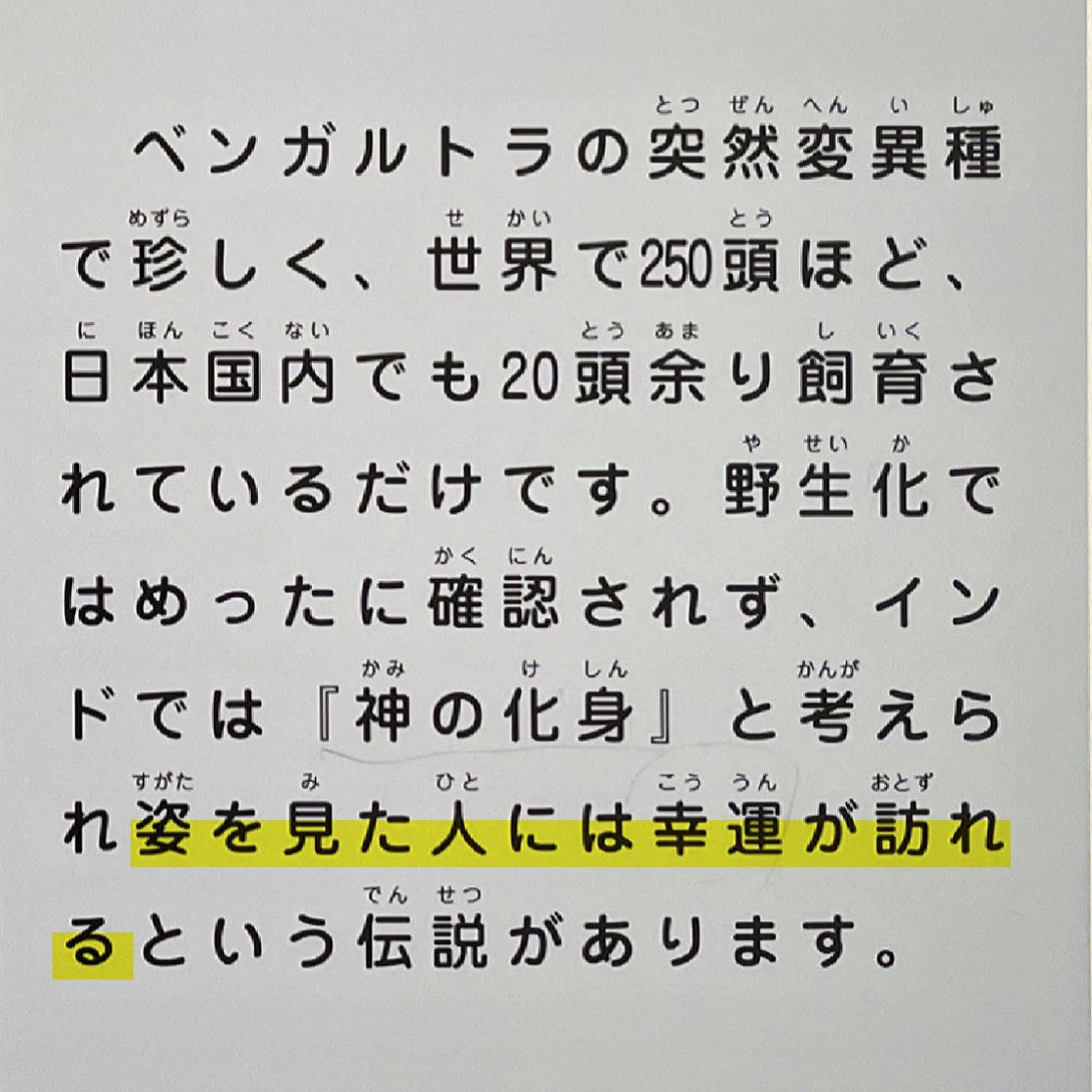 Riku 伊豆アニマルキングダムのホワイトタイガーの子トラ達 むちゃくちゃ慎重な狩りごっこ 遥か遠くから このスピードで近づいてました 伊豆アニマルキングダム ホワイトタイガー