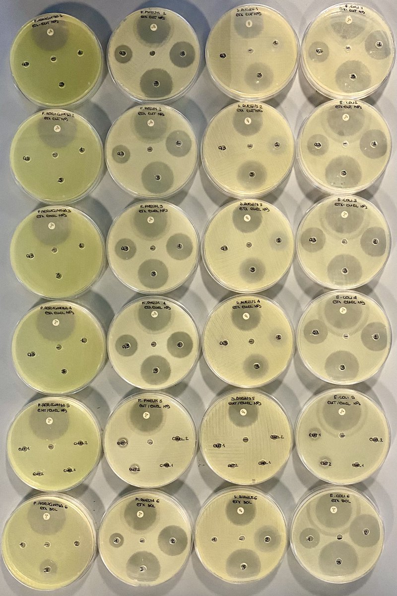 50 shades of yellow (bacteria)!
#welldiffusionassay