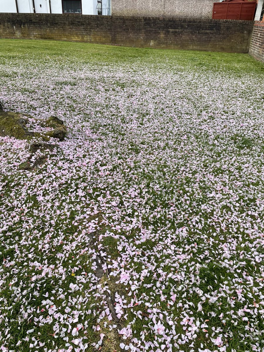 Beauty is ...
But short lived..!!

#spring
#Blossomtrees