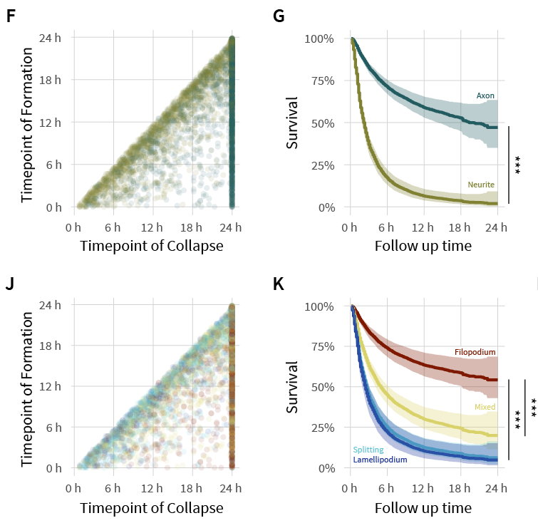 EickholtL's tweet photo. New Preprint!
Not all branches seem to be created equal: Filopodia initiate long-lived branches while branches from other precursors collapse soon. The precursors seem to initiate distinct maintenance mechanisms affecting branch stability hours later:
https://t.co/DyGmNJGf93
>>> https://t.co/jBfyxoE0Yc