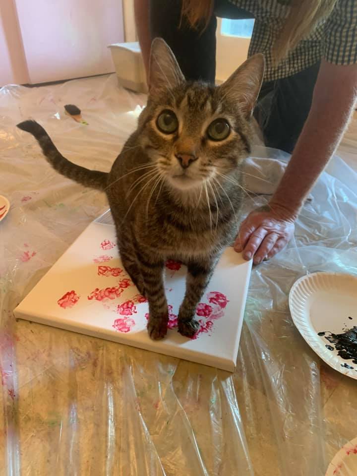 I gets new phone! Buggles hid my last one. Now I can twits and share my art! hashtag