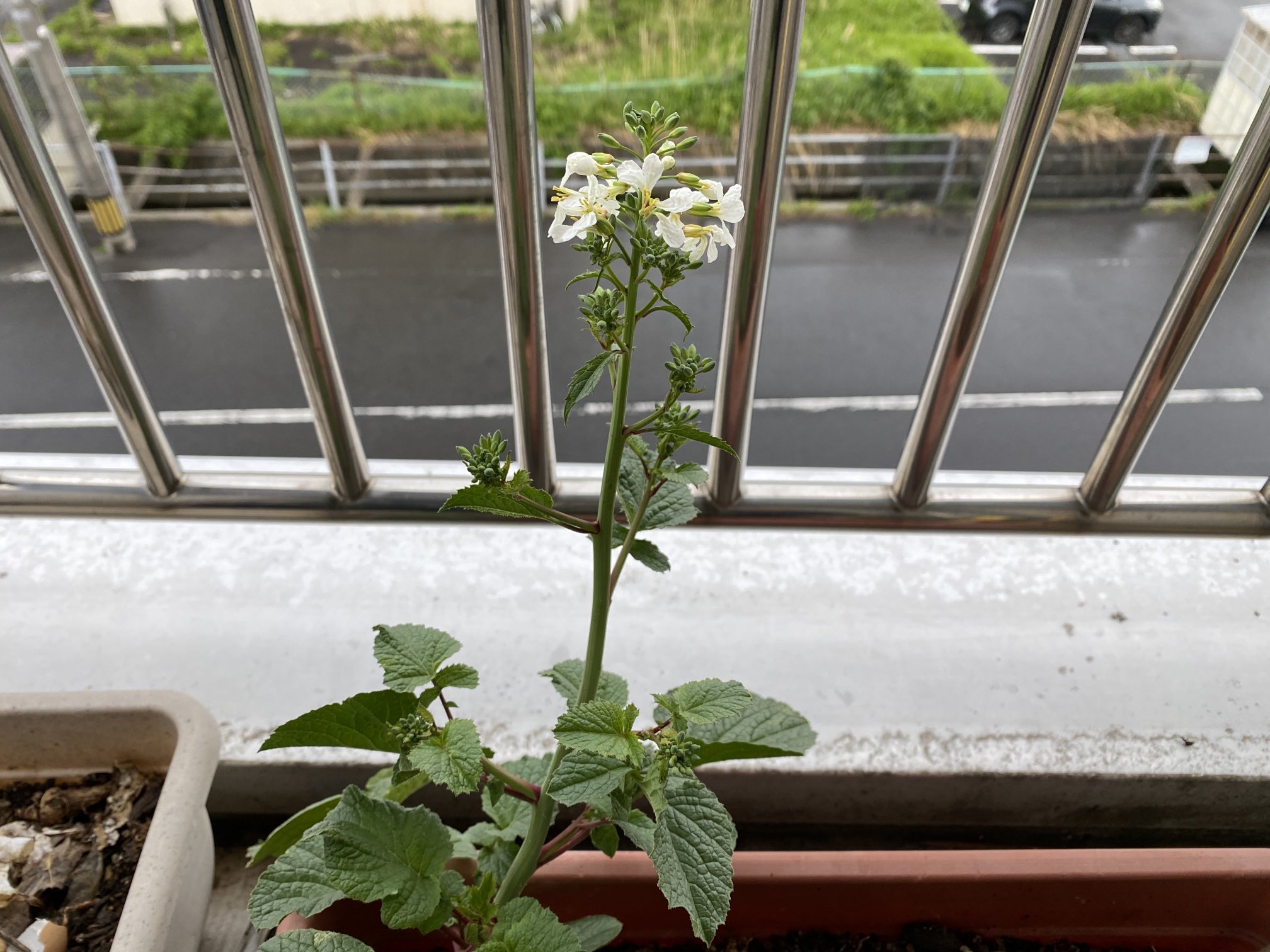 Toru Sekiya 去年 ベランダのプランターに撒いたラディッシュの種子がいつの間にか発芽して育って 花が咲きましたの 実を食うと花が枯れてしまうのが可哀想なので 食わずに見守ってみようかと思います 食うために植えたのに本末転倒な気もしますが
