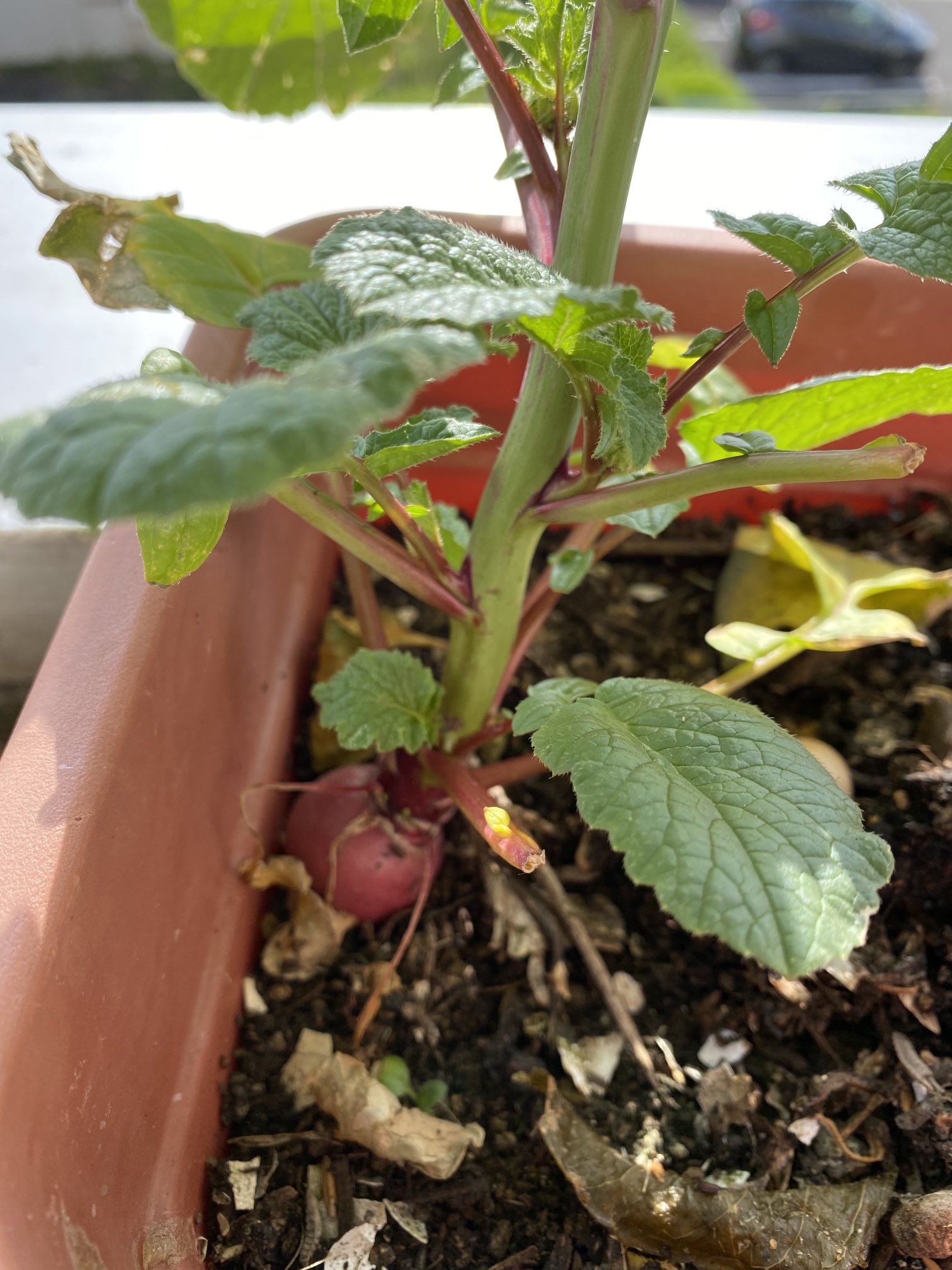 Toru Sekiya 去年 ベランダのプランターに撒いたラディッシュの種子がいつの間にか発芽して育って 花が咲きましたの 実を食うと花が枯れてしまうのが可哀想なので 食わずに見守ってみようかと思います 食うために植えたのに本末転倒な気もしますが