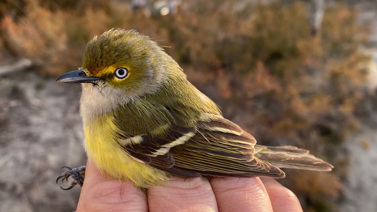 LongPointBirdOb's tweet photo. Some treasures from the Tip and Old Cut. First of the spring Northern Parula, White-eyed Vireo, Grey Catbird and Lincoln’s Sparrow. #birds #migration #lpbo https://t.co/KMMksjZ1Nl