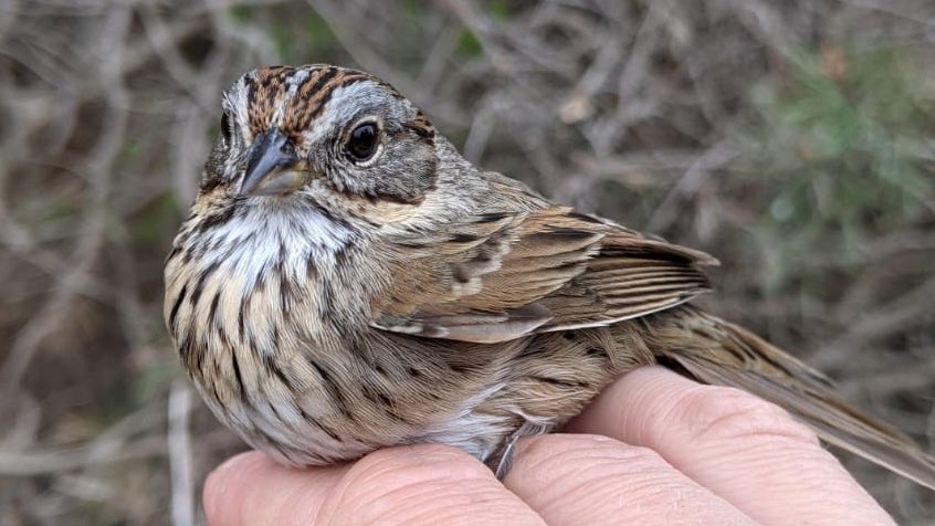 LongPointBirdOb's tweet photo. Some treasures from the Tip and Old Cut. First of the spring Northern Parula, White-eyed Vireo, Grey Catbird and Lincoln’s Sparrow. #birds #migration #lpbo https://t.co/KMMksjZ1Nl