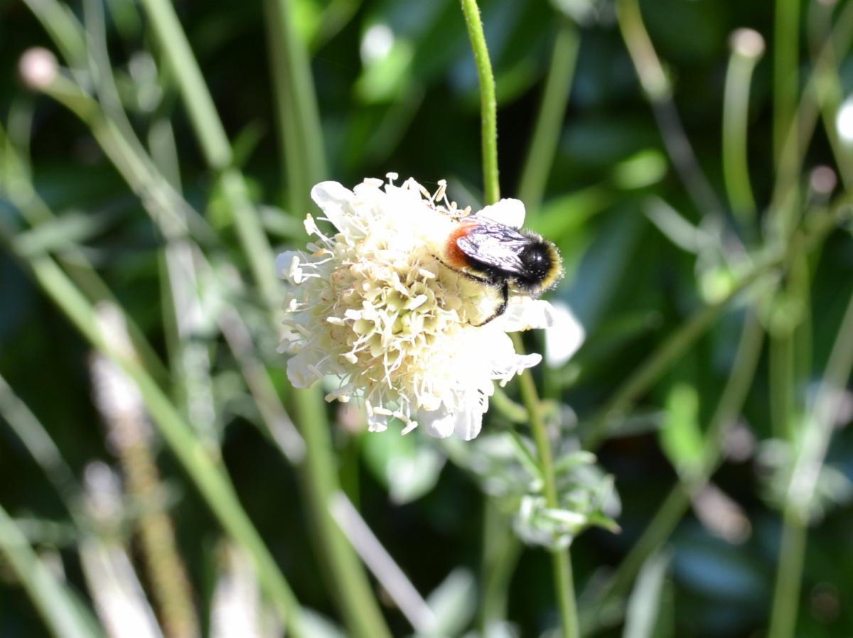 gardencoursesco's tweet photo. One of our favourite plants to include in a wildlife garden is Cephalaria gigantea, which attracts many varieties of bees and hoverflies. (Although you do need to watch out - it generously self-sows!). What's your favourite plant for wildlife? https://t.co/UL7eNY8mHk
