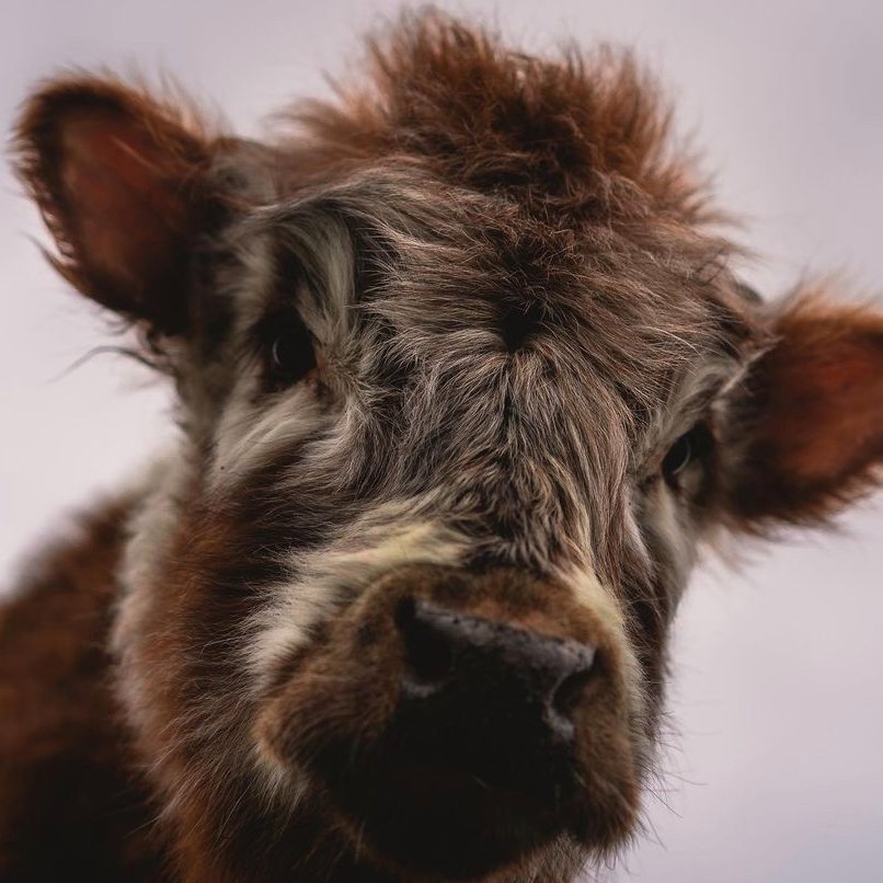 CowoftheDay1's tweet photo. 📅17th May 2021
🐮 Tina
🏷️Instagram/pickleddingo
💕#animaloftheday https://t.co/AXBEN4FD7B