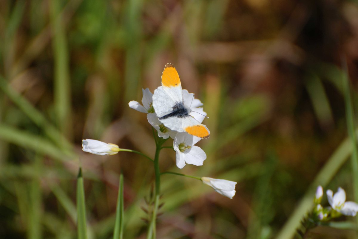 So lovely to see Orange-tips on the wing, a sure sign of spring! Only the males have orange tips. Let us know if you see one where you are.