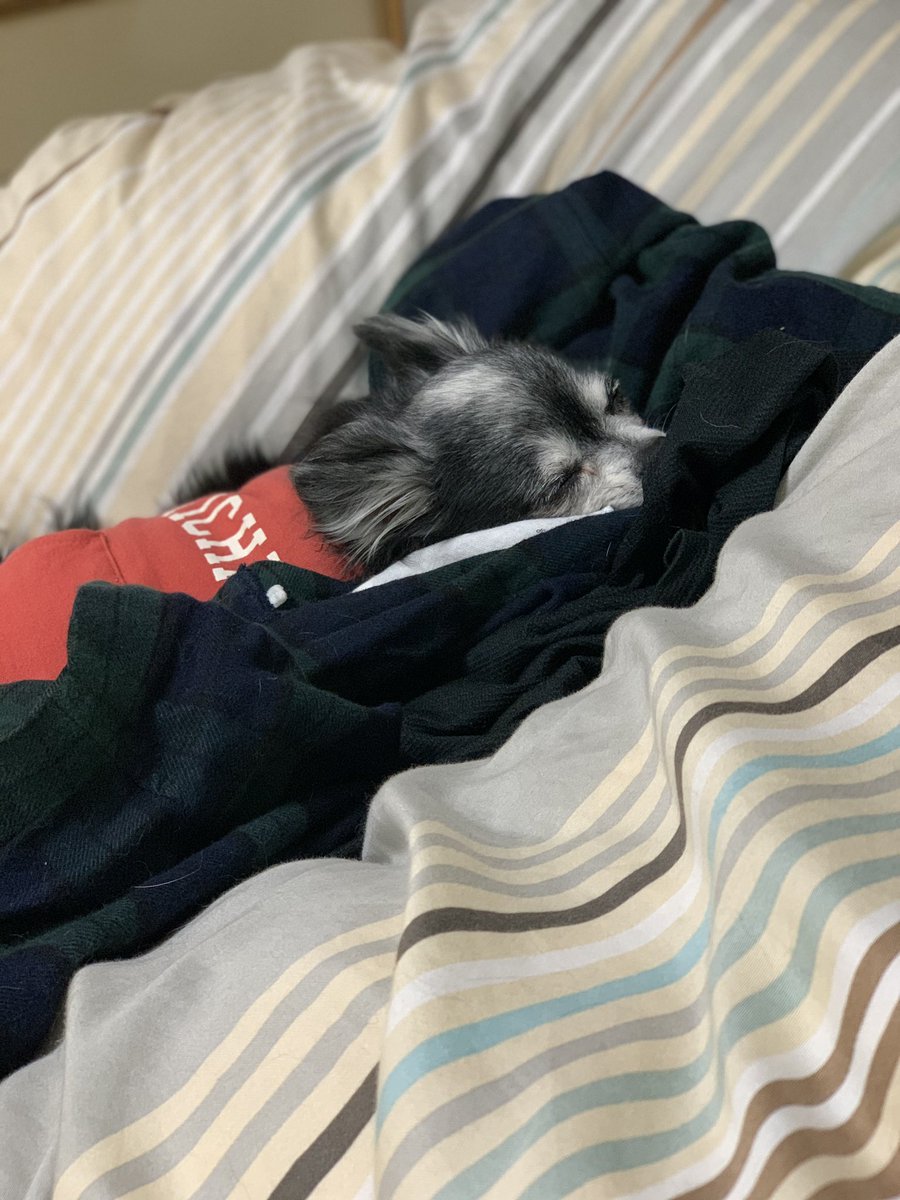 ライナスの毛布