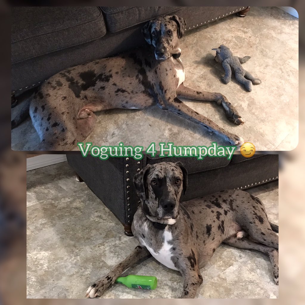 #Voguing4Humpday 😉🙃 @WildeYvette <a href="/BabyGrlDMarie/">BabyGirlDMarie™❤ Author The Lioness Queen Writes</a> <a href="/Lindawa00768574/">Lindawalters</a> <a href="/interiorguru9/">Interior Guru</a> <a href="/Evasaxxy/">Evans™</a>