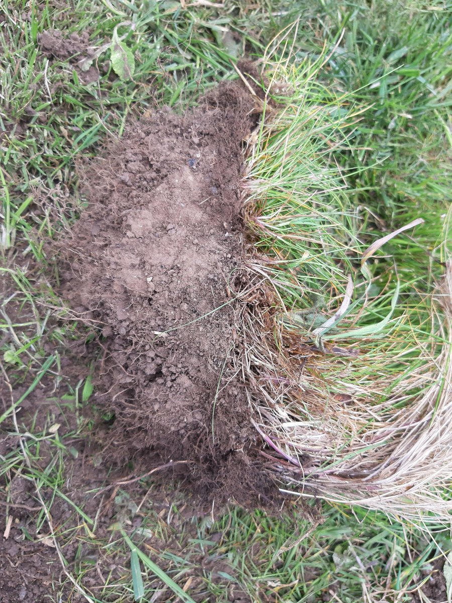 Woke up to rain this morning, but it's still not penetrated the ground! Will be doing a raindance at lunchtime!