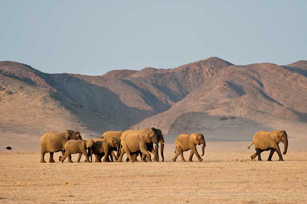 Just working on a Namibia blog & feel the need to share: If you think you’ve ‘done’ Africa, but haven’t been to Namibia you still have so much to look forward to. This beautiful county of spectacular landscapes & unique culture is home to elephant, lion, black rhino & cheetah 1/