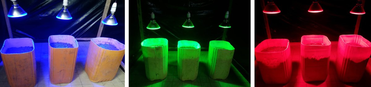 DGJournals's tweet photo. Open Agriculture | New article
"Effect of light spectrum on growth, development, and mineral contents of okra (Abelmoschus esculentus L.)"
#horticulturelighting #LEDhorticulture #LED
https://t.co/7EFng4S7Gv https://t.co/NcdTD469Jv