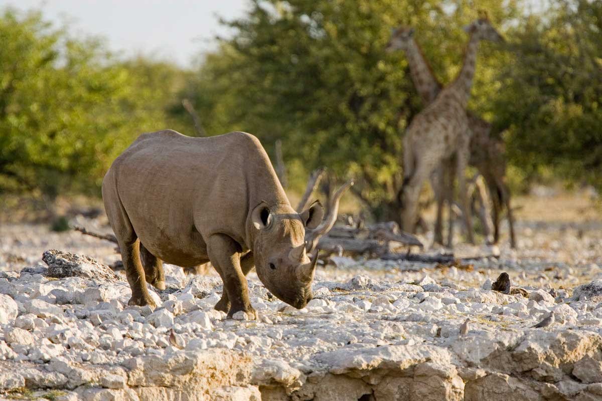 Namibia offers excellent walking with some particularly good rhino tracking options. Visit the coast for kayaking and fishing, while activities in the dune belt include sand boarding, quad biking and hot air ballooning. Etosha National Park is the place for big wildlife 4/