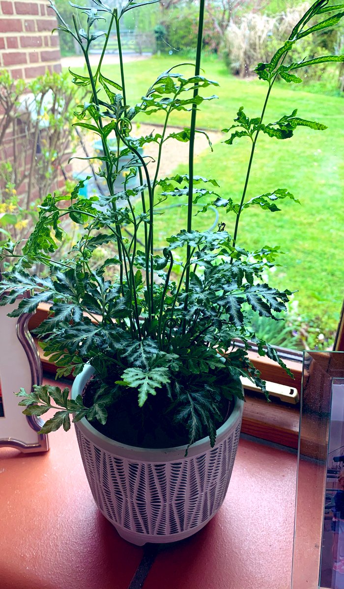 My <a href="/LazyFlora/">Lazy Flora</a> pot plant subscription obsession continues with a beautiful silver lace fern this month 💐🪴🥰  #plants #wellbeingwednesday #NationalGardeningWeek
