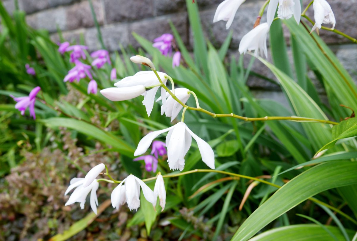 花 Pa Twitter あなたの勇気を 忘れない 小船をいざなう 風のように 花の種 運ぶ 鳥のように 私を変えてくれたの 忘れないあなたのこと これきり もう会えなくても 心は 決して離れない あなたを忘れない 今日の誕生花 シラン 花言葉 あなた を忘れ