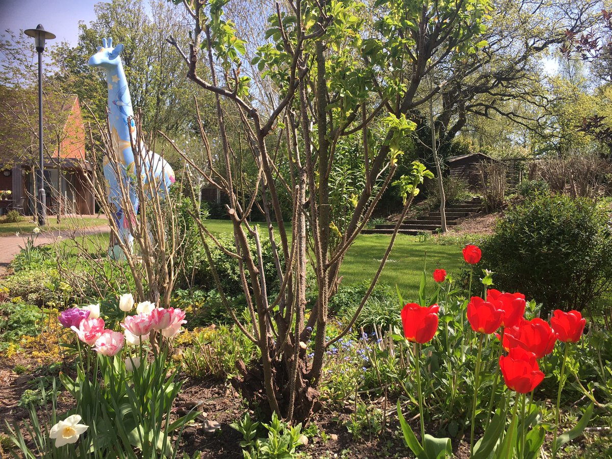 Hi #WorcestershireHour. Claire here today, how are we all? Sharing some sunshine from our hospice gardens earlier in the week and gorgeous tulips too.  Where’s that yellow ball in the sky gone? ☀️🦒🌷