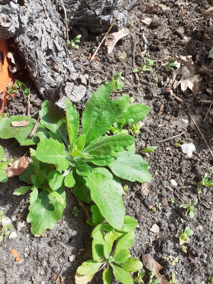 JHRoubos's tweet photo. Vraag: wat is de naam van dit kiemplantje? #dtv https://t.co/HlcLpLxil9