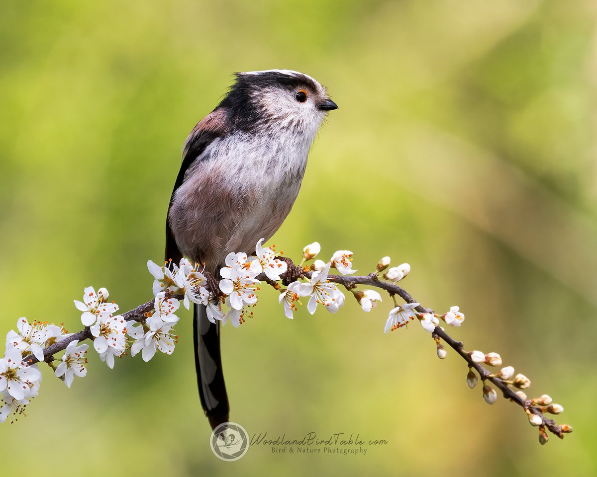 WildNorthDevon's tweet photo. #LongTailedTit on Blackthorn 

#BBCWildlifePOTD #Nature #BirdPhotography #Birds #WildlifePhotography
@NatureUK
@WildlifeMag
@iNatureUK
@Wildlife_UK
@BirdWatchingMag
@Britnatureguide
@BBCCountryfile

https://t.co/THeOs90sA3
instagram/woodland_bird_table https://t.co/Uu3FfRoTBG