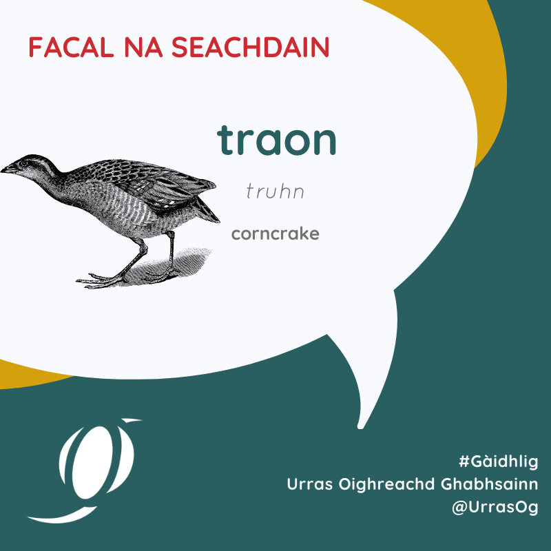 UrrasOG's tweet photo. Facal na Seachdain! Traon. Tha ainmean eòin sa Ghàidhlig an-còmhnaidh gu math inntinneach.
Gaelic word of the week! Corncrake. Bird names in Gaelic are always very interesting.
#Gàidhlig #UrrasOG #FacalnaSeachdain #cleachdi #CLEACHDIAIGANTAIGH https://t.co/nvgZ7qQ36W