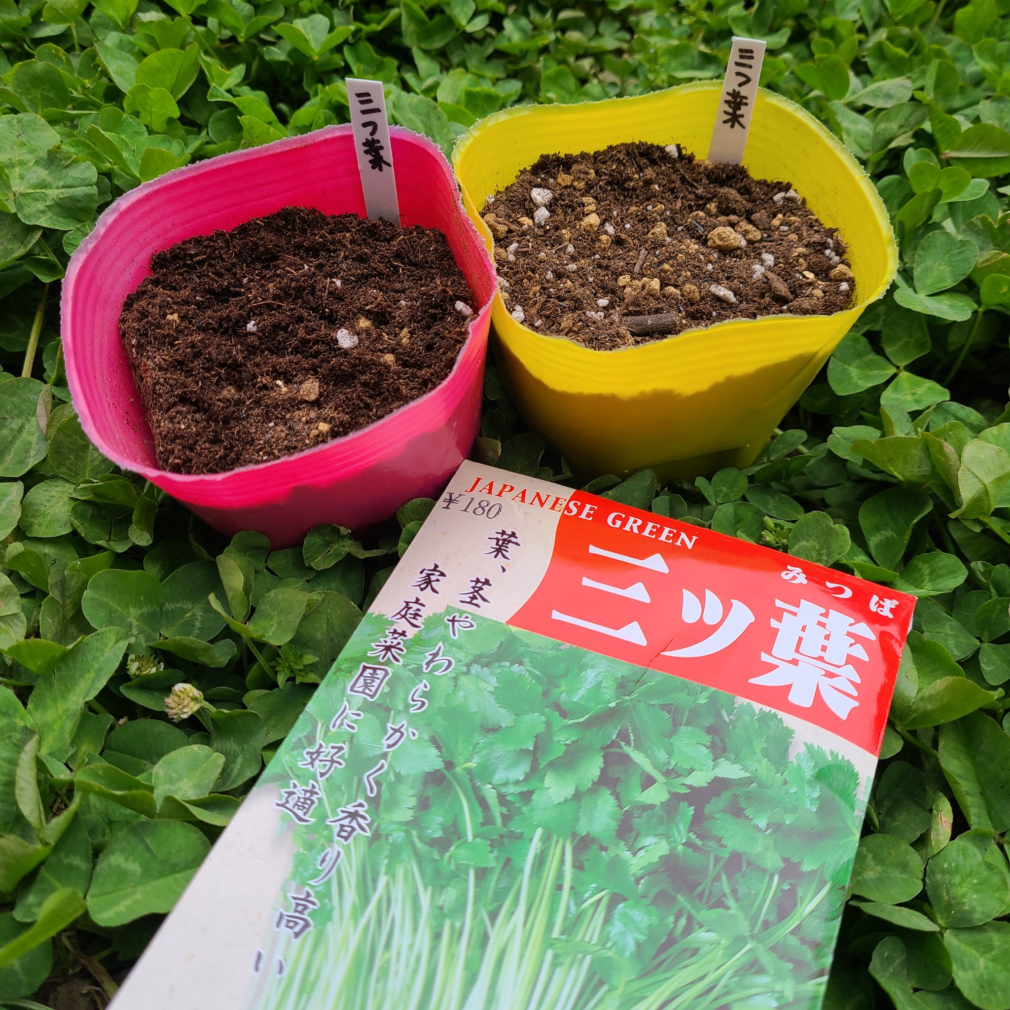 信州発 家庭菜園 Q S Natural Garden 三ツ葉 双葉が生えてきました 最近室内でも害虫にやられる苗続出なのでミニネット被せておきました 三つ葉 ミツバ みつば 清水種苗 T Co Vbpfrwufyn Twitter