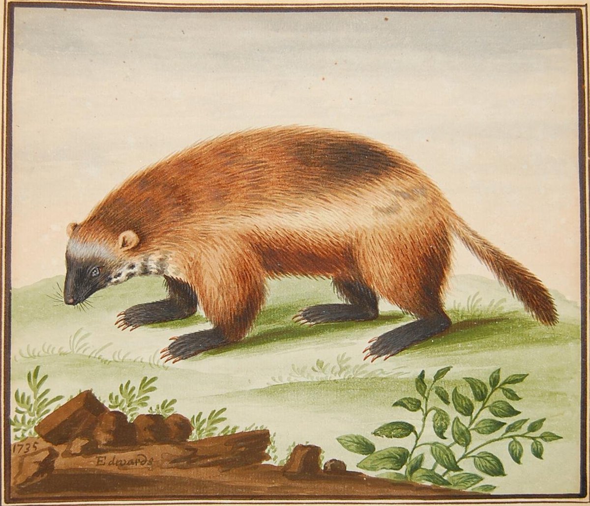 Continuing  #NationalPetMonth and here's a 1735 painting of Sir Hans Sloane's pet wolverine ( @britishmuseum). The wolverine, brought from Hudson Bay, had only one eye and would walk in a circle every few paces, but insisted on following Sloane everywhere in the house 'like a Dog'.