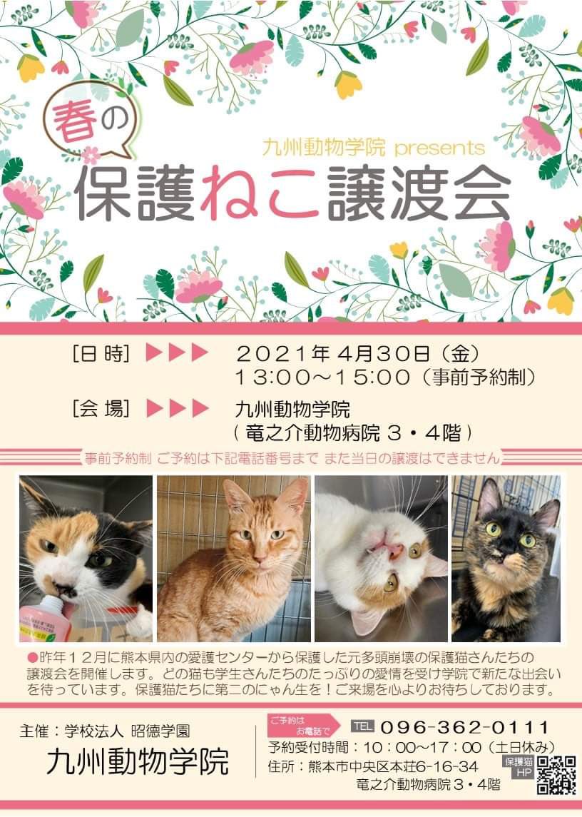 すみパン 11匹 4匹の預かり猫 拡散希望 熊本 保護猫 多頭飼育崩壊 竜之介動物病院 九州動物学院 里親募集 猫 すみパン 11匹 4匹の預かり猫 拡散希望 熊本 保護猫 多頭飼育崩壊 竜之介動物病院 九州動物学院 里親募集 猫