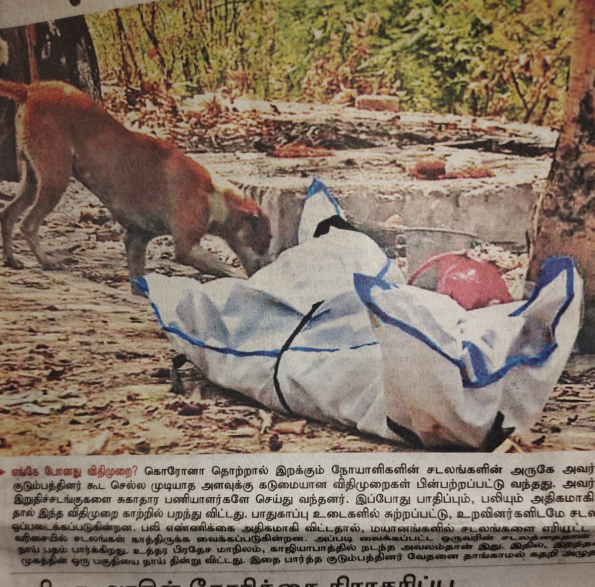 Vinosh_Selvam's tweet photo. உபியில் கொரோனாவால் உயிரிழந்த ஒருவரின் முகத்தை நாய் கடித்து திண்ணும் அவலம் ..
#Rip_Humanity #RIP_INDIA🇮🇳 https://t.co/0MJnDzGxSW