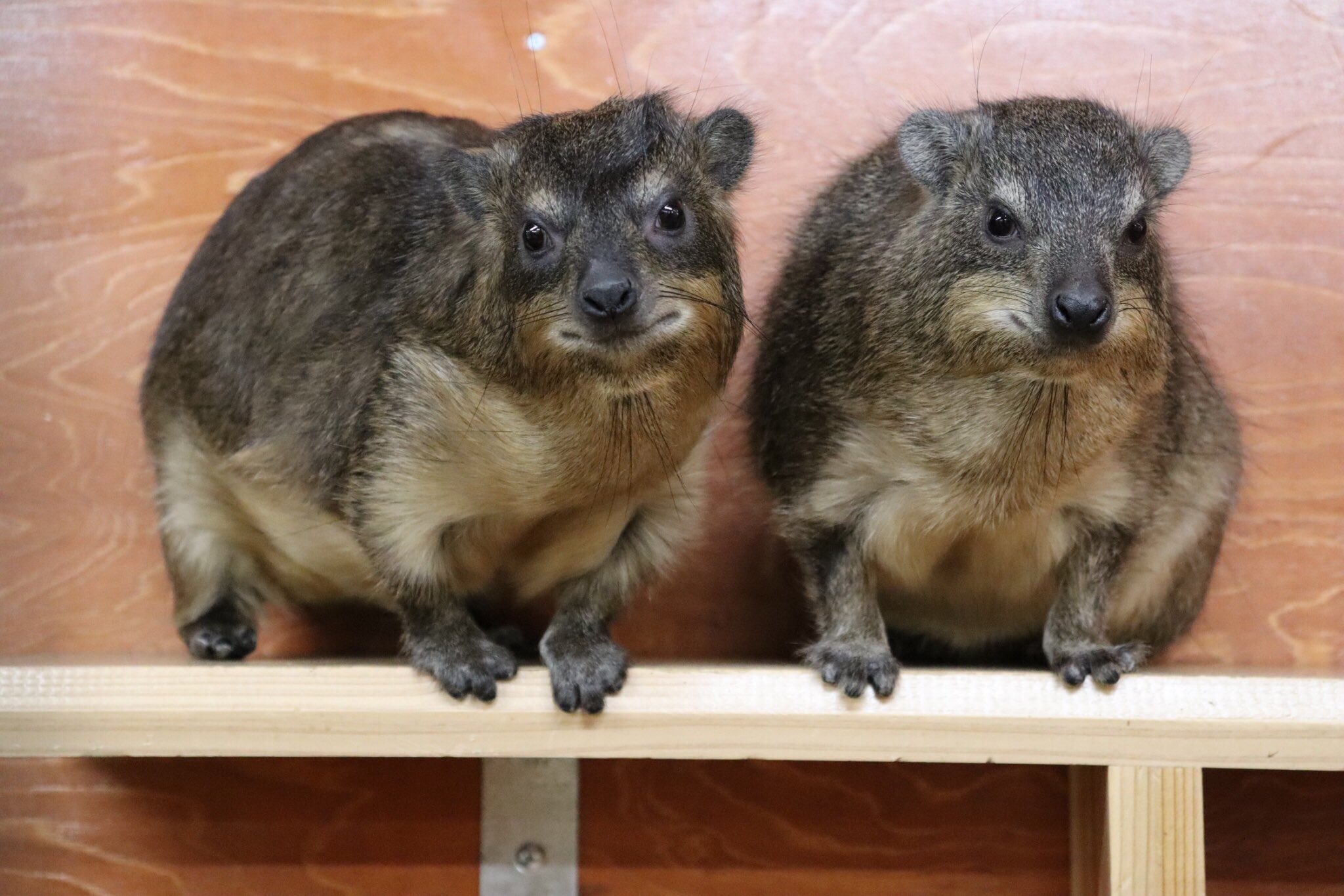 公式 Tca東京eco動物海洋専門学校 V Twitter ケープハイラックスのチャカとフラハも すくすく成長中です 口角は上がっているのに 笑顔には見えない何とも言えない表情なのがツボです Tca Eco ハイラックス 動物 可愛い動物 ペット 海洋