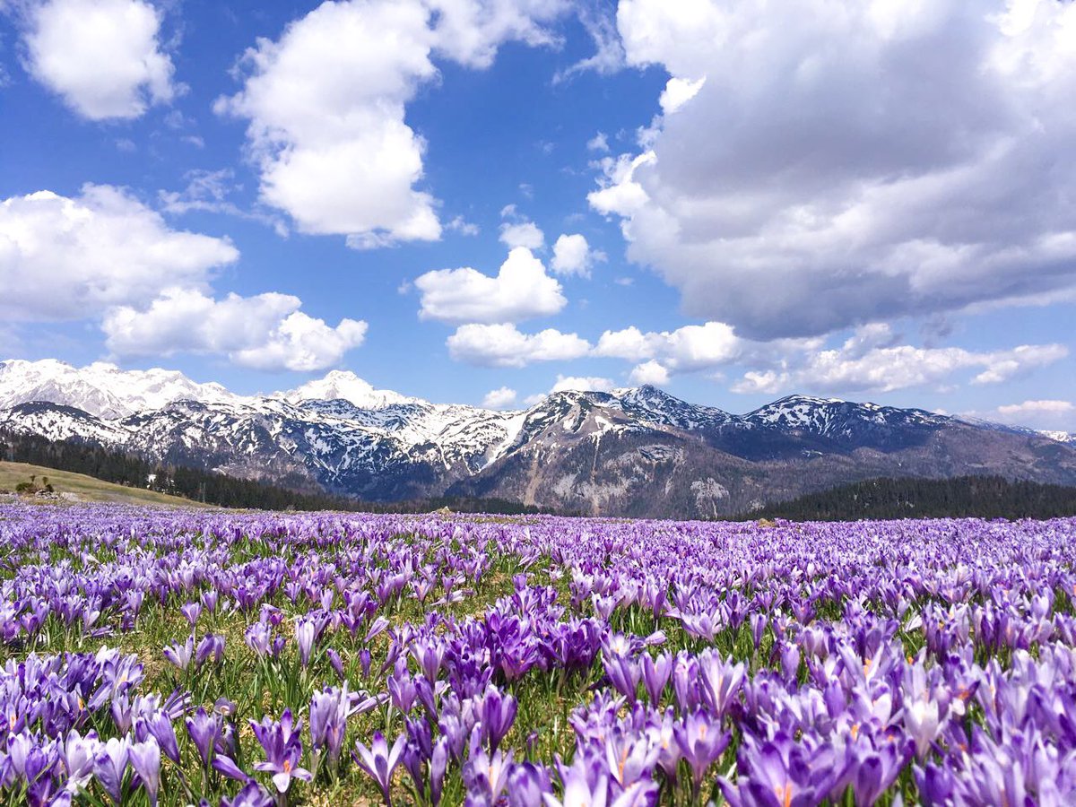 Velika Planina will soon look like this 🌷🏔☀️ Tag someone who would like to visit this beautiful mountain in #Slovenia 💕 #WednesdayMotivation #Wednesdayvibe #Travel #NaturePhotography #naturelovers #mountains #photography #natgeo #putopis #ifeelsLOVEnia #nature