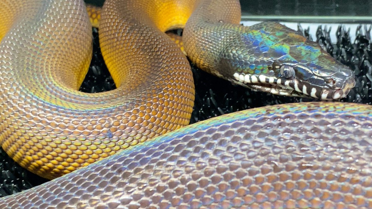 Pythonidae tweet media