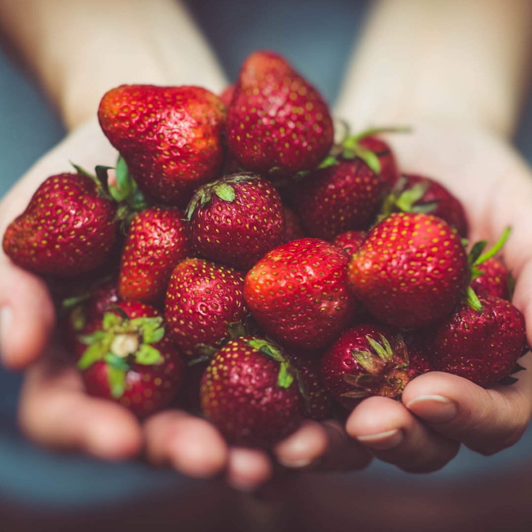 Our #strawberries are prime for the picking! Visit our farm to wander the strawberry fields to pick your own from 10am-5:30pm. 🍓 Call (800) 277-3224 for more information. lanesouthernorchards.com #strawberryseason @PeachCounty @MaconGaSoul