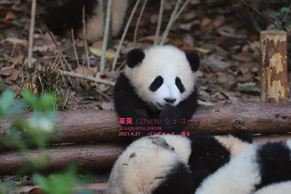 シャンシャン おかえり 今日のパンダはも花 ちゃんの同級生茱萸 お母さんは庆贺です 年10月25日 重陽の節句で生まれた 中国の古詩で 遍插茱萸少一人 という詩句があるから 茱萸 という 詩趣のある名前が名付けられました パンダ Panda Zhuyu シャンシャン おかえり 今日のパンダはも花 ちゃんの同級生茱萸 お母さんは庆贺です 年10月25日 重陽の節句で生まれた 中国の古詩で 遍插茱萸少一人 という詩句があるから 茱萸 という 詩趣のある名前が名付けられました パンダ Panda Zhuyu
