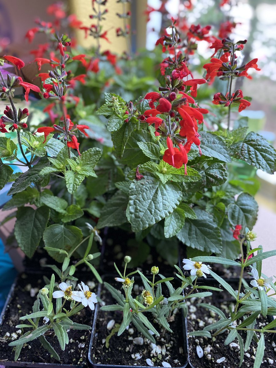 Kuentz EcoFriends (@kuentzecofriend) on Twitter photo Every 5th grader <a href="/NISDKuentz/">Kuentz Elementary</a> received a pollinator plant (scarlet sage or blackfoot daisy) from <a href="/bar_nectar/">The Nectar Bar</a> to take home thanks to an EcoAudit grant that EcoFriends wrote! Thank you <a href="/ecorise/">EcoRise</a>🦋 #WeRise #MonarchHeroes Every 5th grader <a href="/NISDKuentz/">Kuentz Elementary</a> received a pollinator plant (scarlet sage or blackfoot daisy) from <a href="/bar_nectar/">The Nectar Bar</a> to take home thanks to an EcoAudit grant that EcoFriends wrote! Thank you <a href="/ecorise/">EcoRise</a>🦋 #WeRise #MonarchHeroes