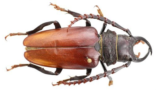 HerniouE's tweet photo. #DNA_barcoding helps with identification of major South African sugarcane pest. Impressive #beetle though!
https://t.co/G1zxxvqYlH https://t.co/GKZxF6Dp2Q