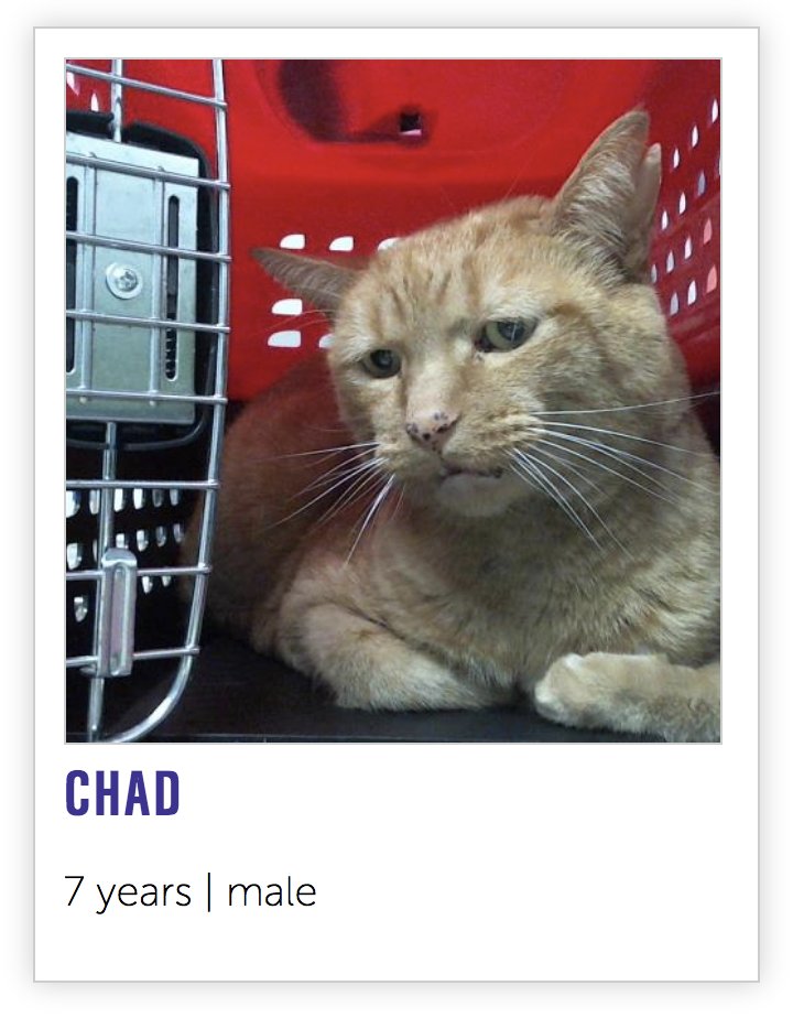 so Face App perceives chad cat as a human face : r/oddlyterrifying