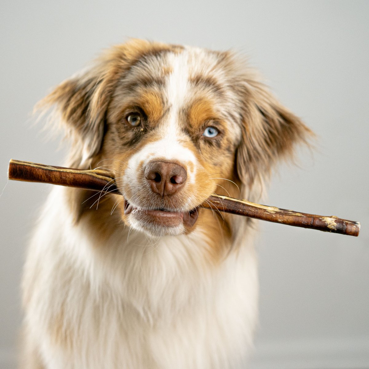 What #barkworthies chew has Hobbes all excited? 😋 🤔 Tell us your guess in the comments below! 👇 And swipe left to find out!