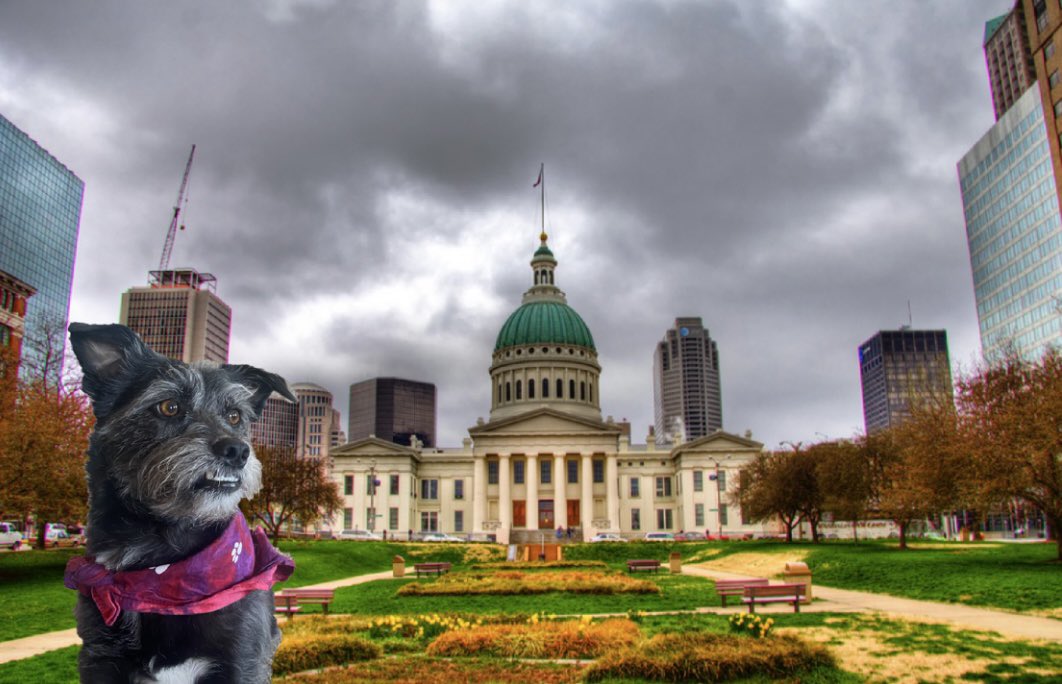soulardpup's tweet image. From the lou and proud of it! #BuschCTOcontest