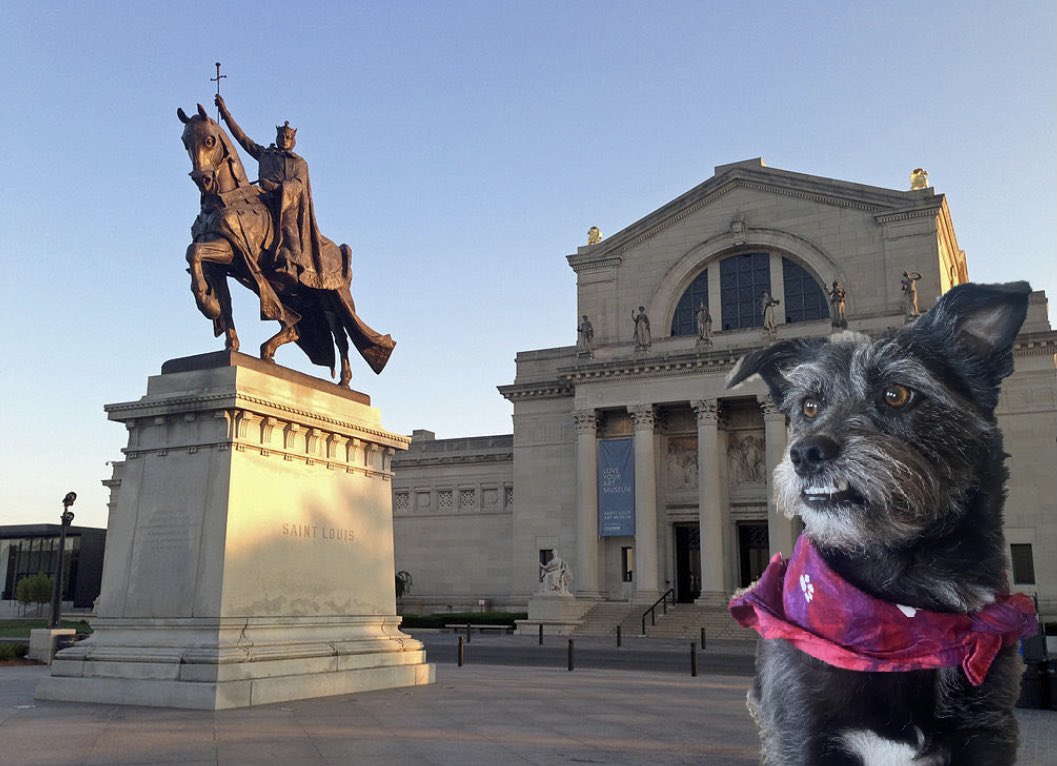 soulardpup's tweet image. From the lou and proud of it! #BuschCTOcontest