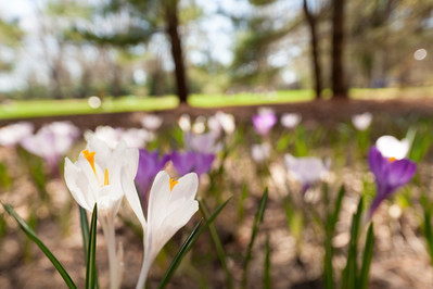 CSBSJU's tweet image. CSB and SJU are named among the top liberal arts schools in the nation by @CollegeConsens: bit.ly/3nulqFL